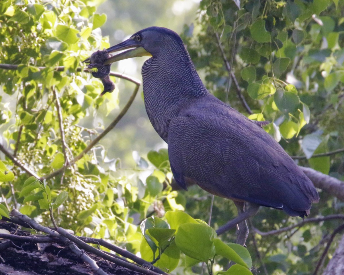 Bare-throated Tiger-Heron - FELIPE SAN MARTIN