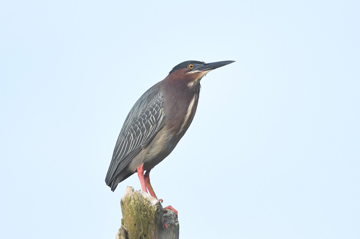 Green Heron - Kiah R. Jasper