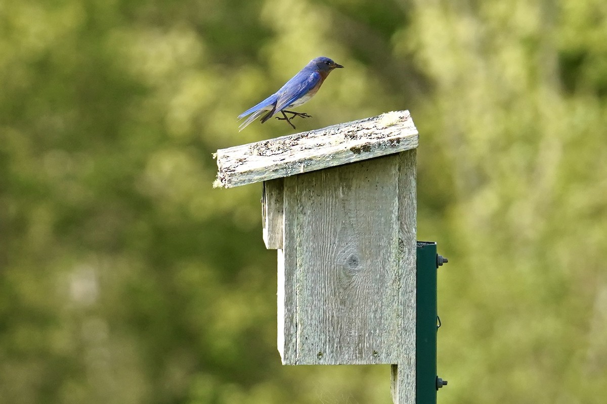 Eastern Bluebird - Bob Plohr