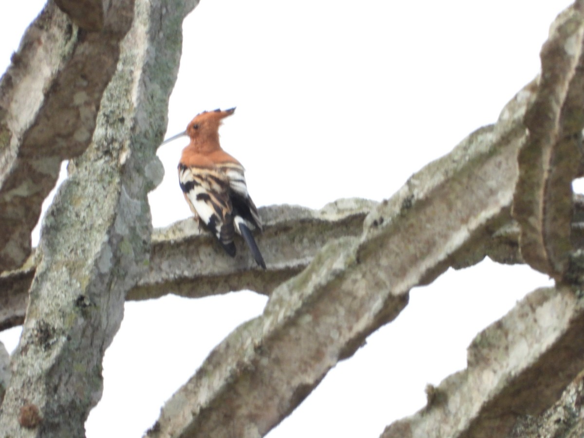 Eurasian Hoopoe - Jonathan Onongo