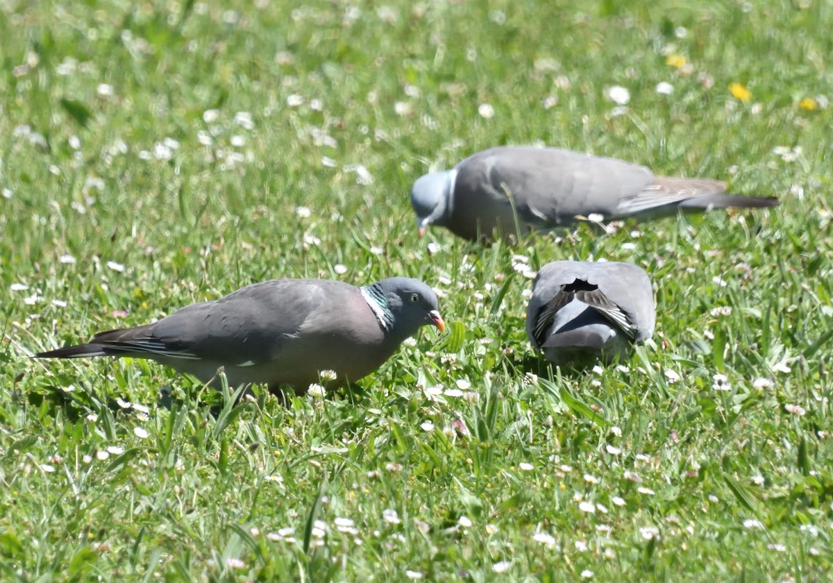 Common Wood-Pigeon - Mu Sano