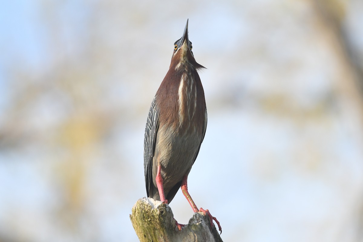 Green Heron - Kiah R. Jasper