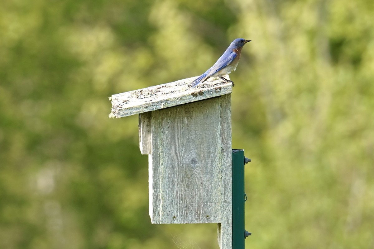 Eastern Bluebird - Bob Plohr