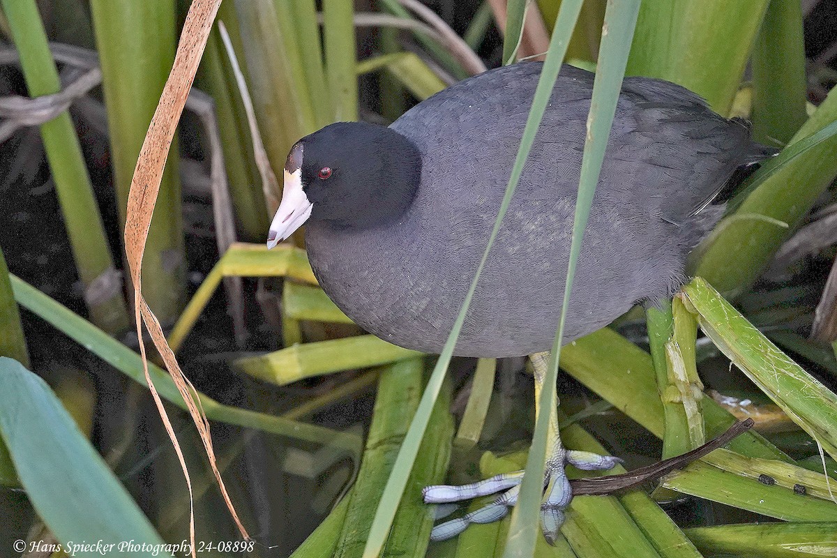 American Coot - Hans Spiecker