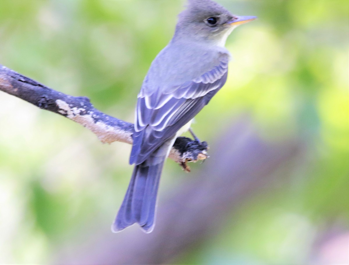 Eastern Wood-Pewee - FELIPE SAN MARTIN