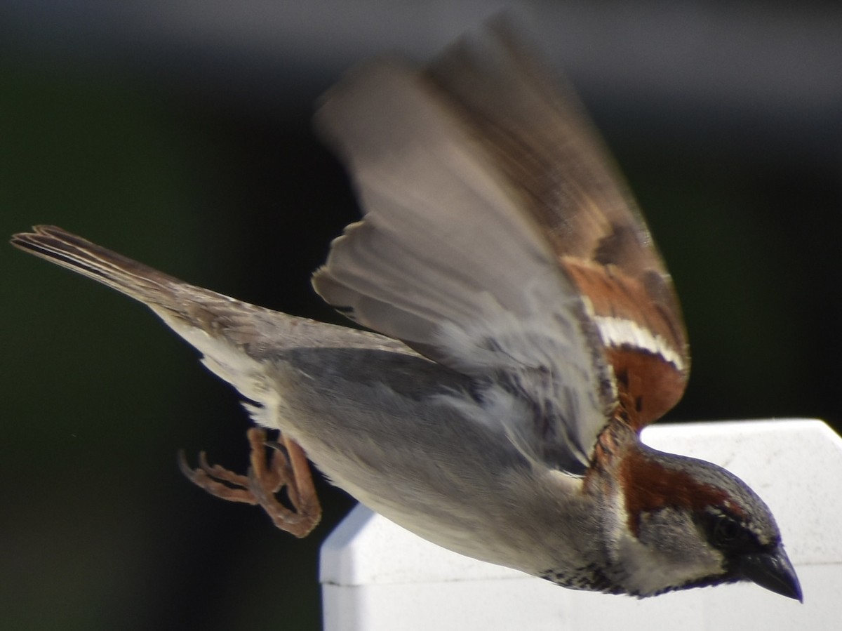 House Sparrow - Dale Morrow