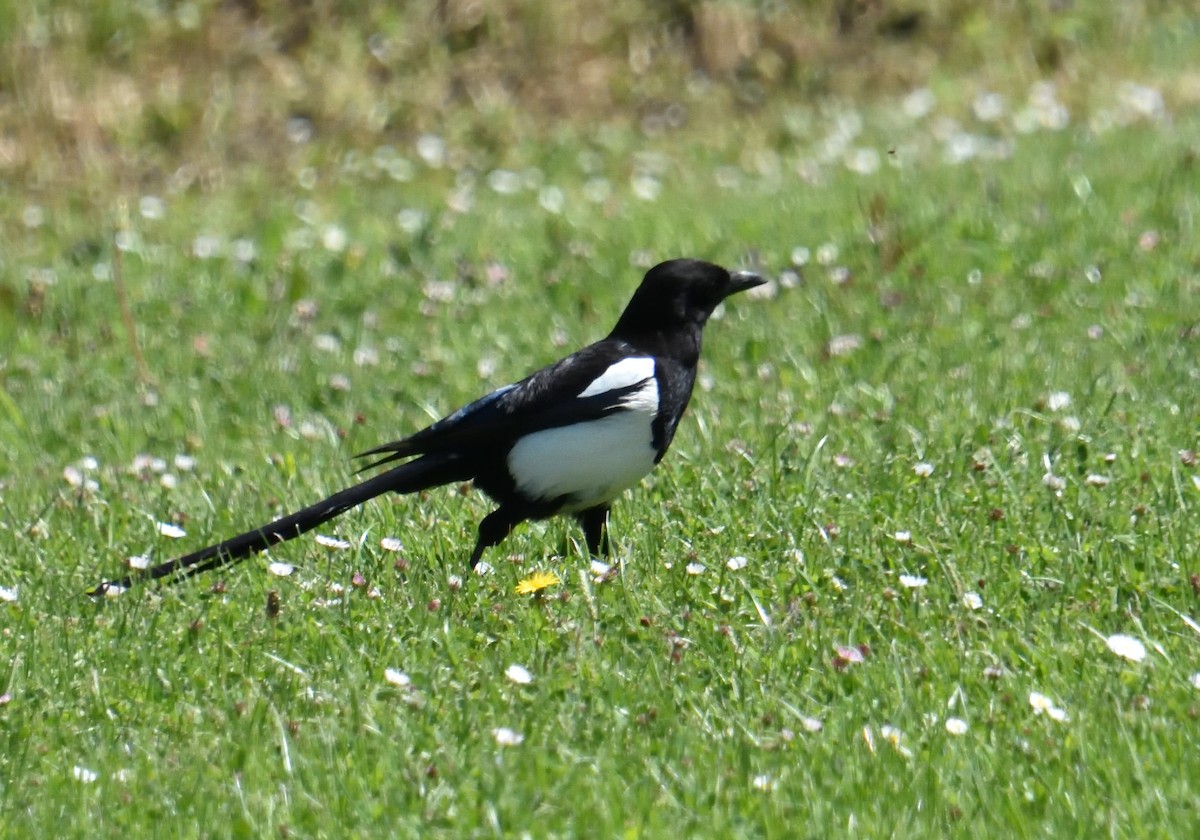 Eurasian Magpie - Mu Sano