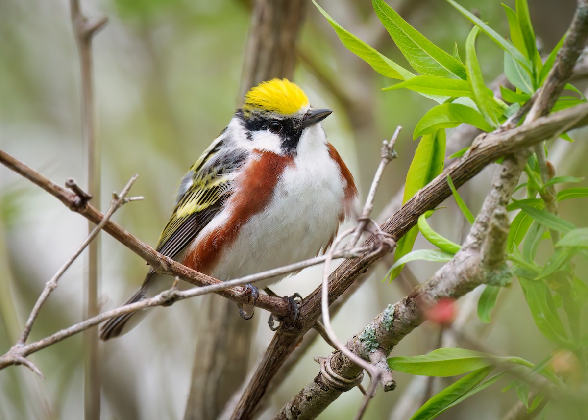 Chestnut-sided Warbler - Edward Jay Rehm