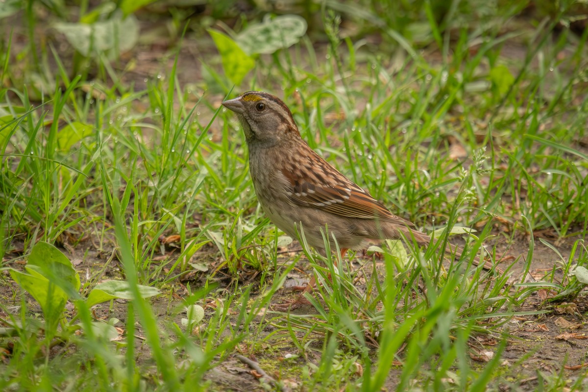 White-throated Sparrow - Marina Germain