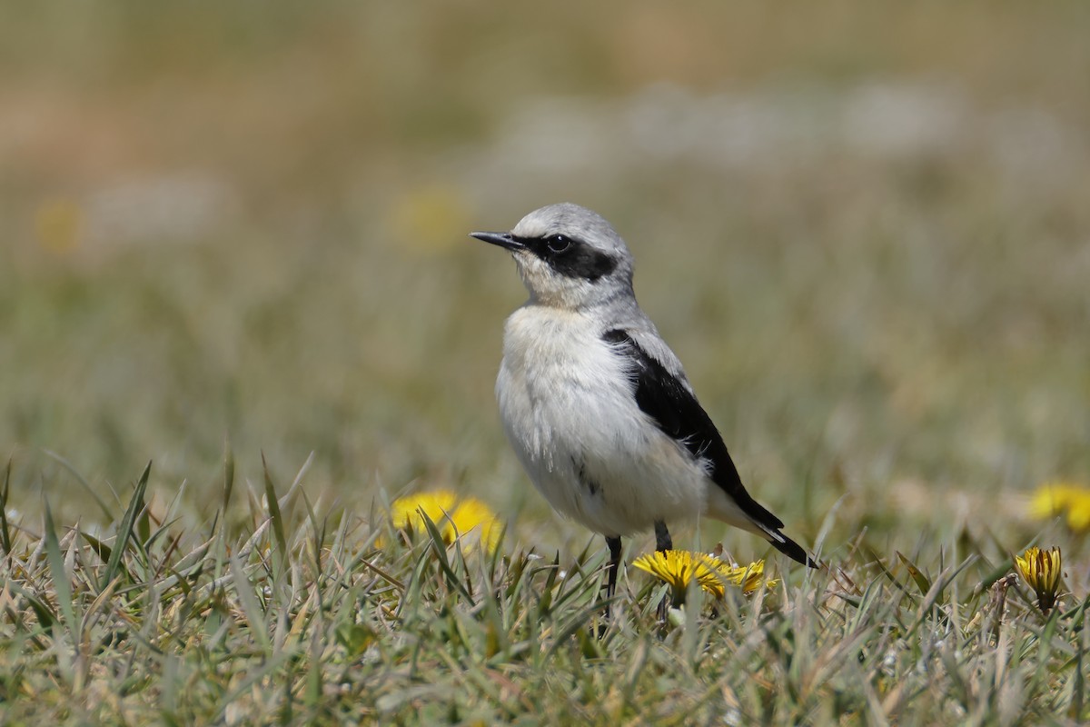 Northern Wheatear - Javier De Las Heras