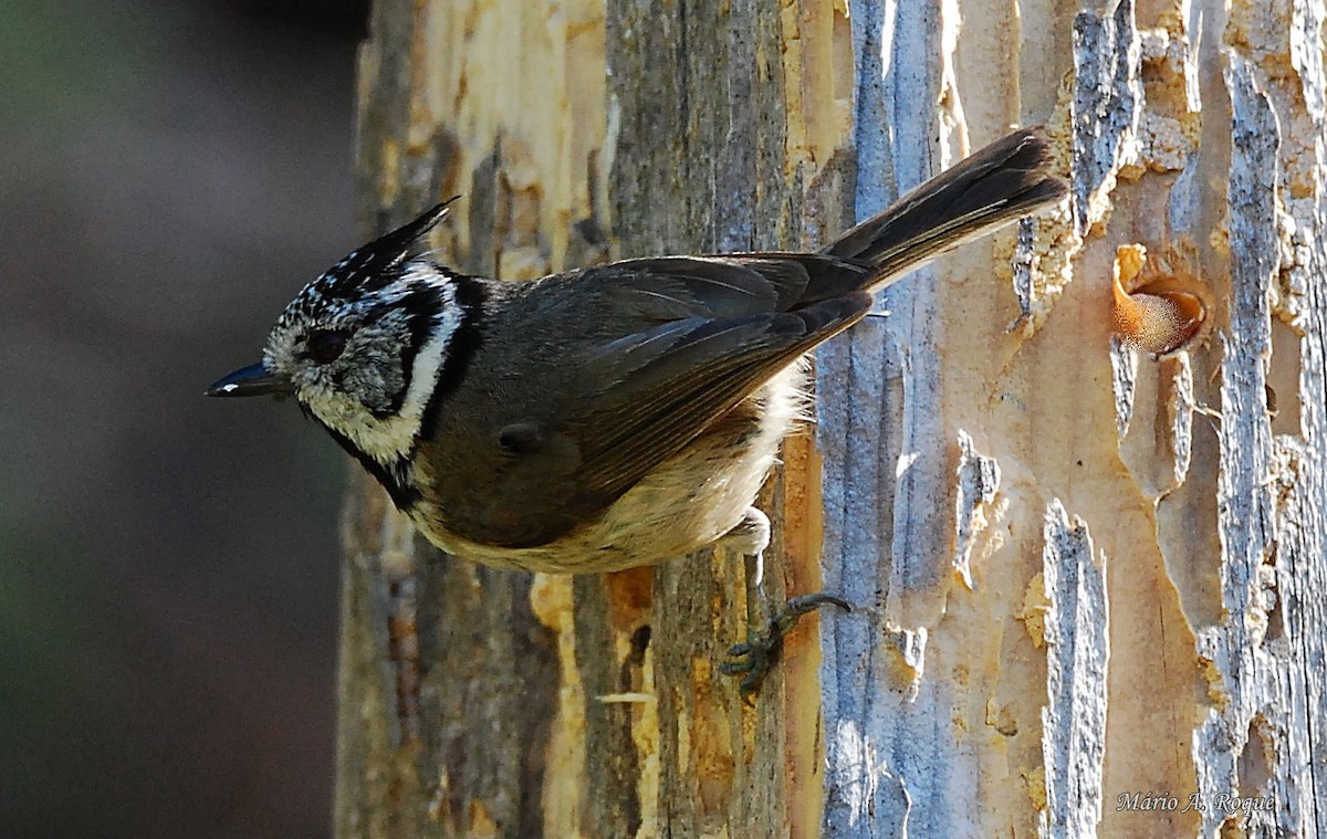 Crested Tit - Mário Roque