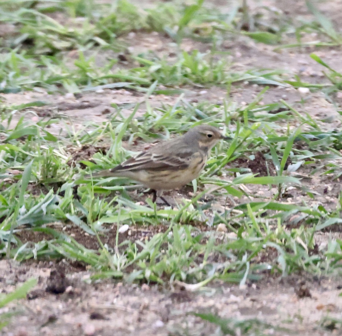 American Pipit - ML619498692