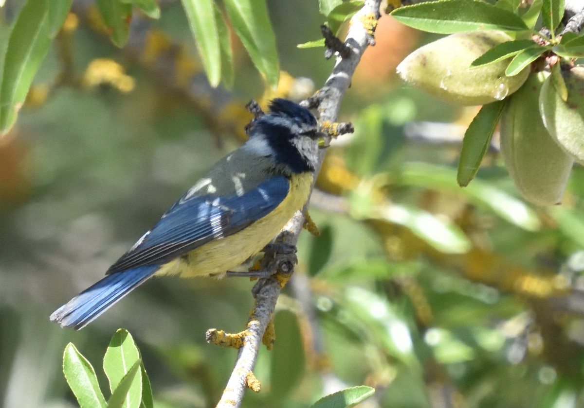 Eurasian Blue Tit - Mu Sano