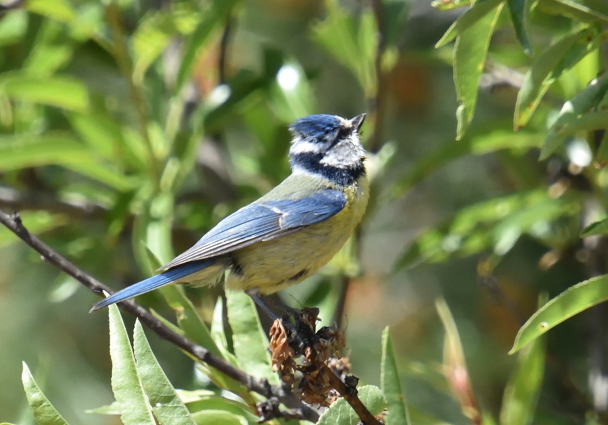 Eurasian Blue Tit - Mu Sano