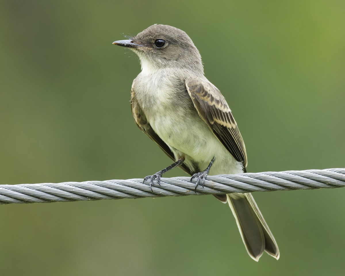 Eastern Phoebe - Ben Rippley