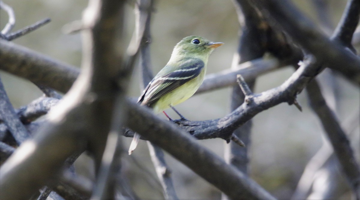 Yellow-bellied Flycatcher - FELIPE SAN MARTIN