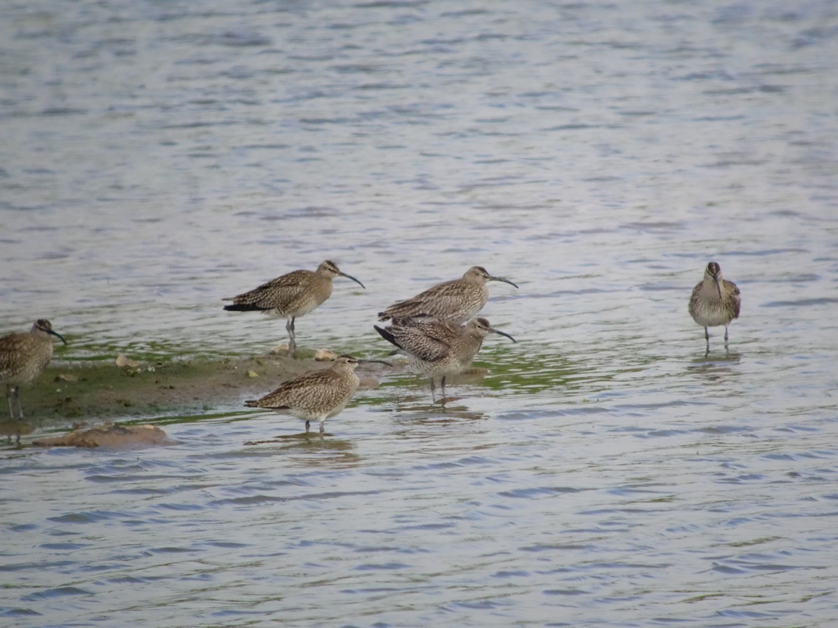 Whimbrel - Gavin Thomas