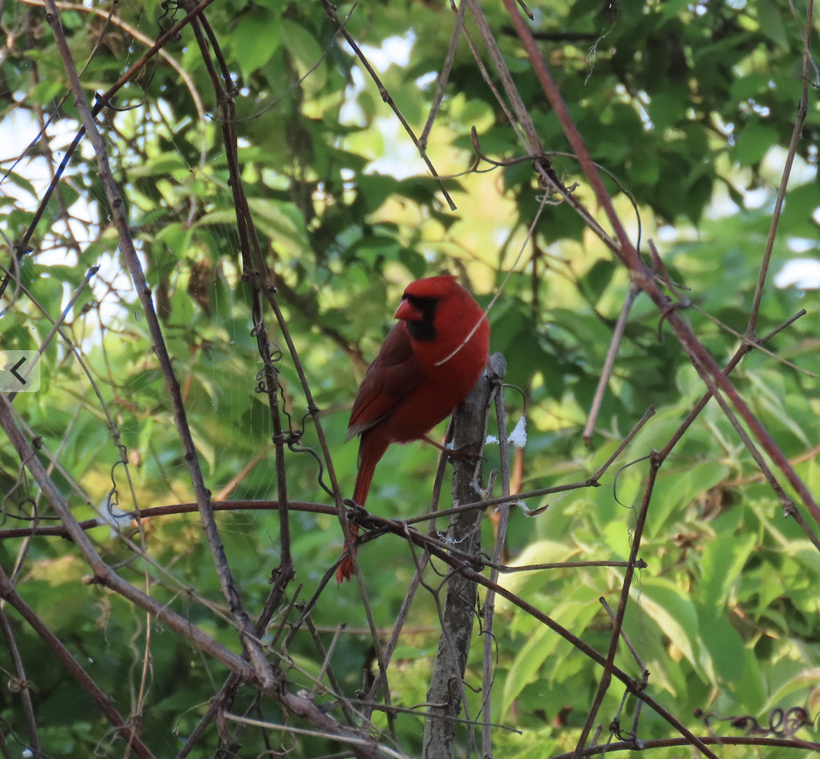 Northern Cardinal - Angie Trumbo