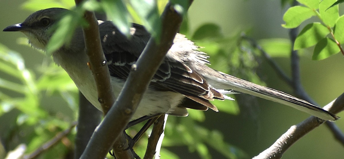 Northern Mockingbird - Dale Morrow