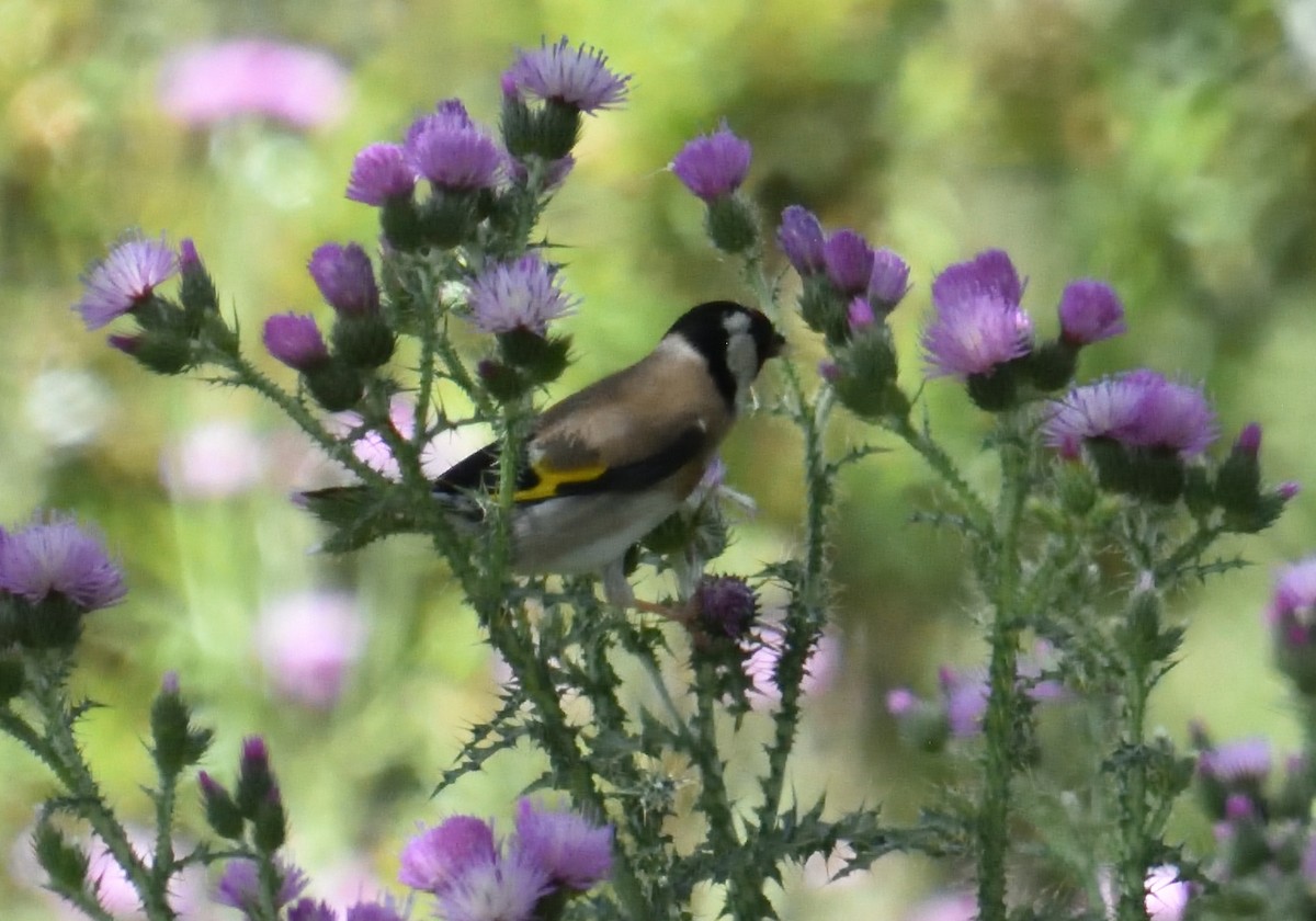 European Goldfinch - Mu Sano