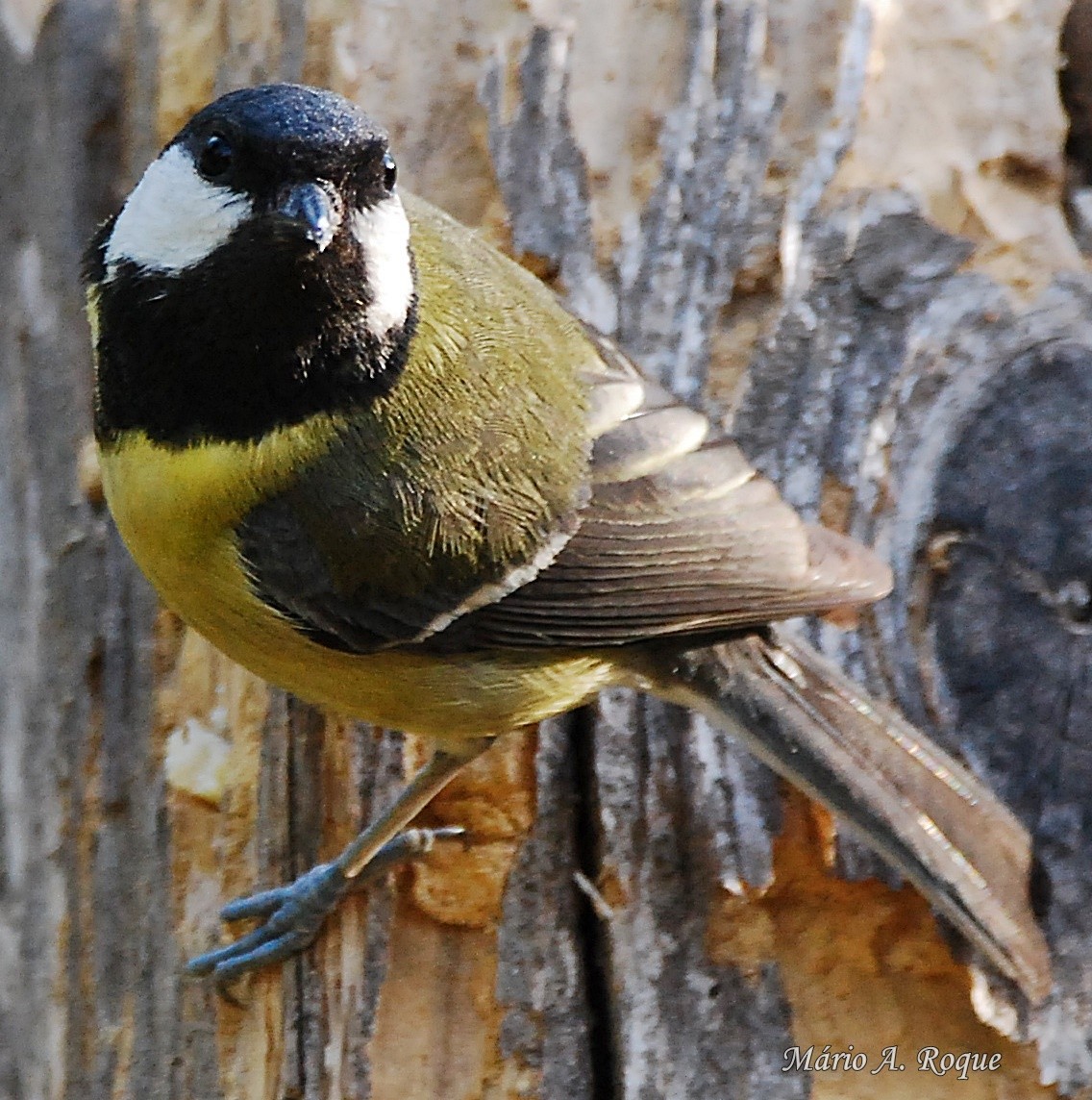 Great Tit - Mário Roque