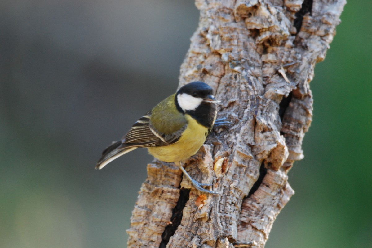 Great Tit - Mário Roque