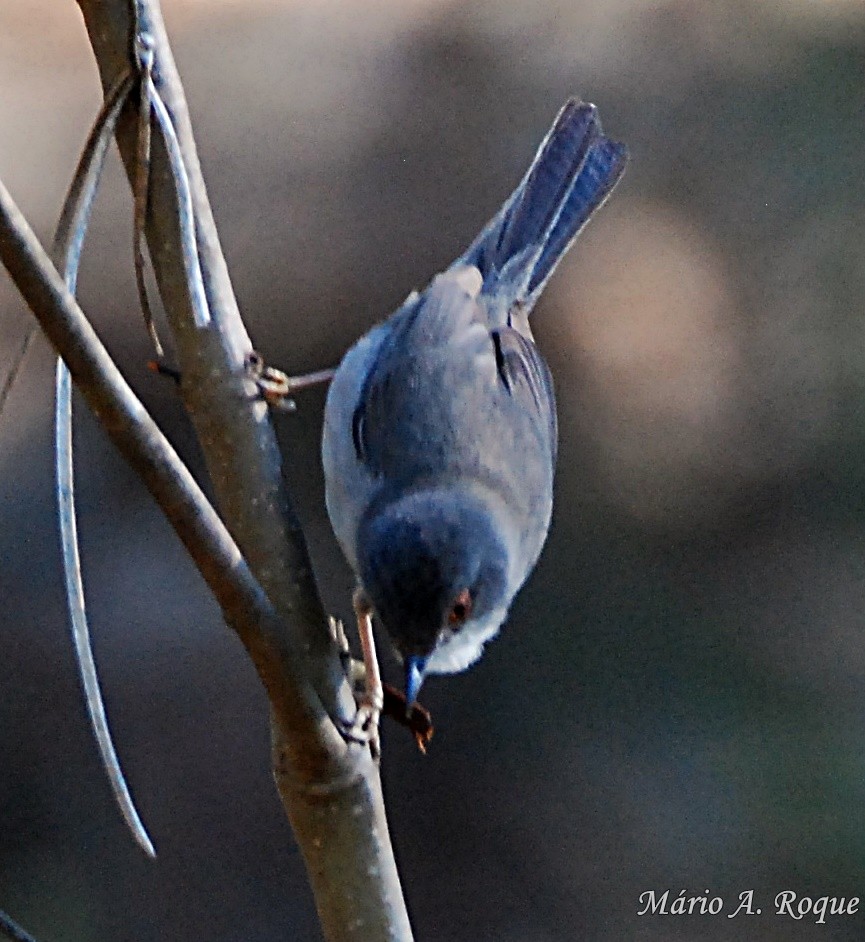 Sardinian Warbler - Mário Roque