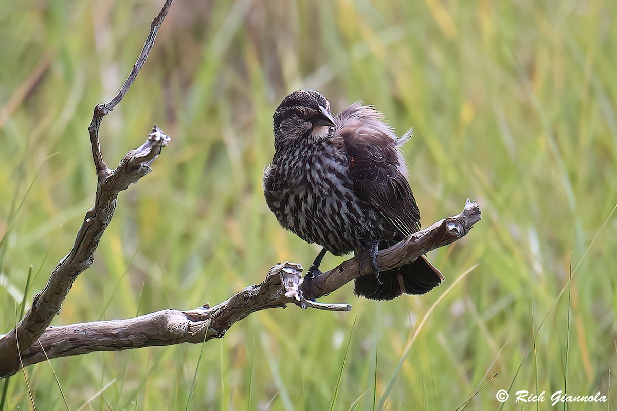 Red-winged Blackbird - Rich Giannola