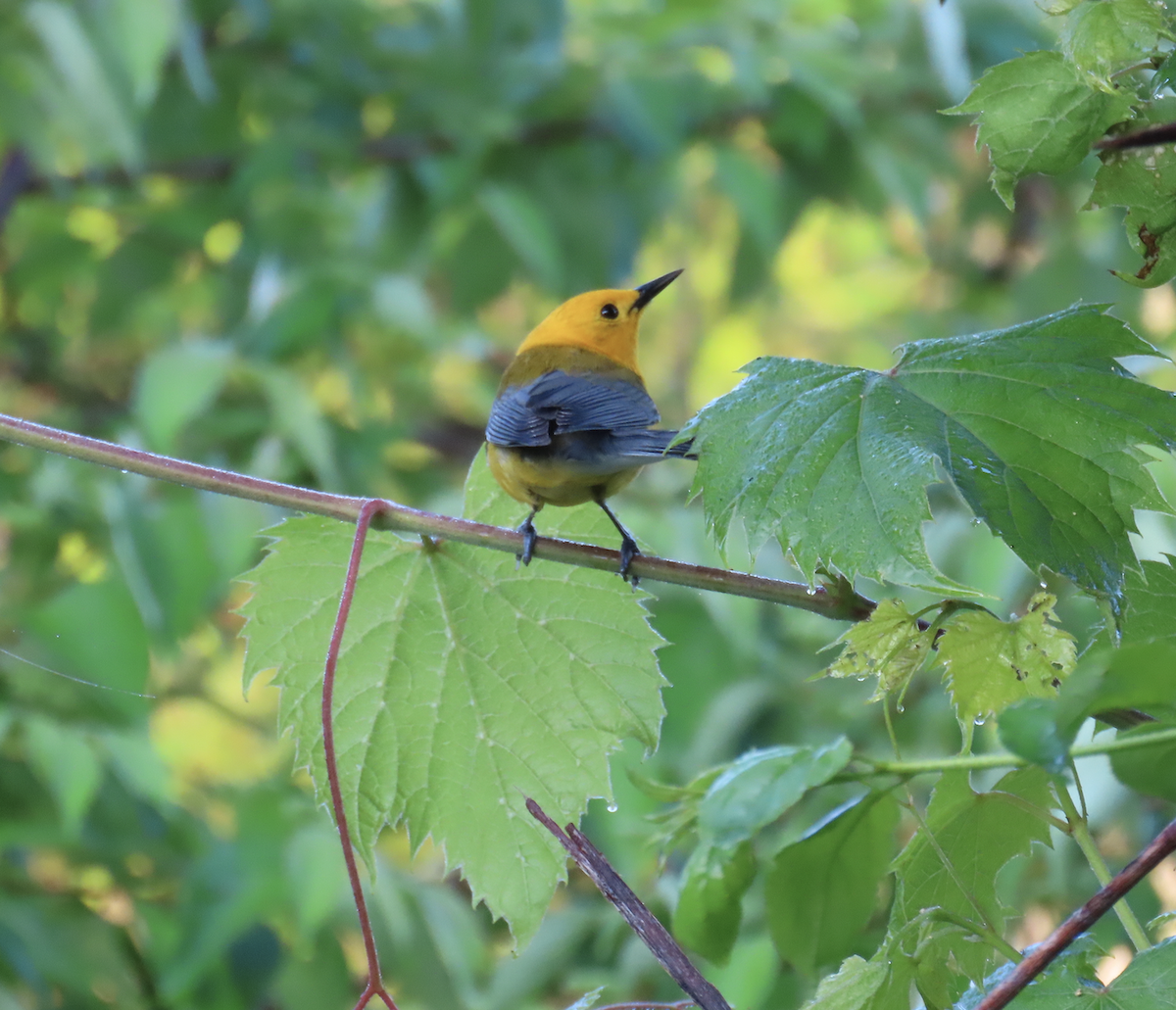 Prothonotary Warbler - Angie Trumbo