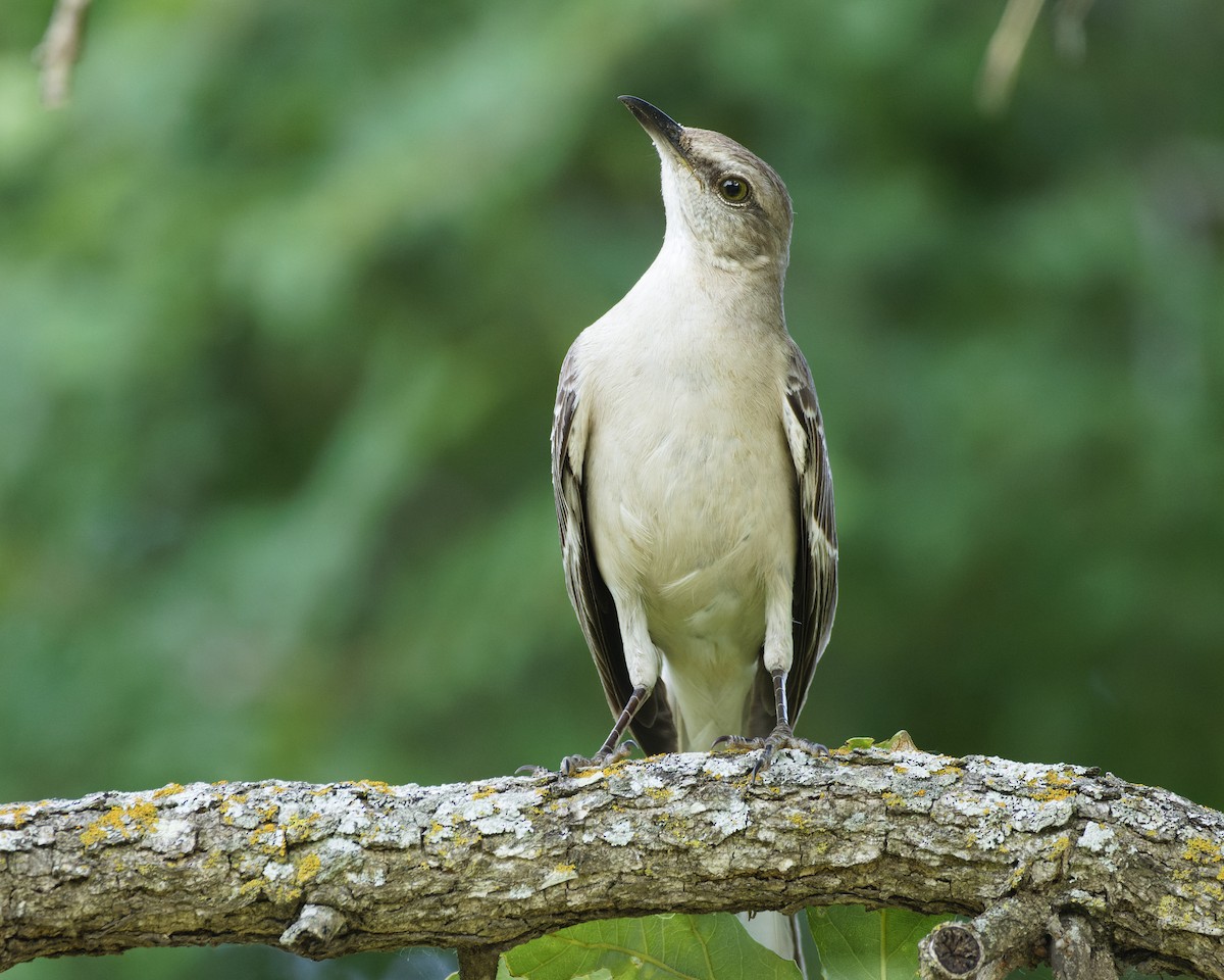 Northern Mockingbird - Ben Rippley