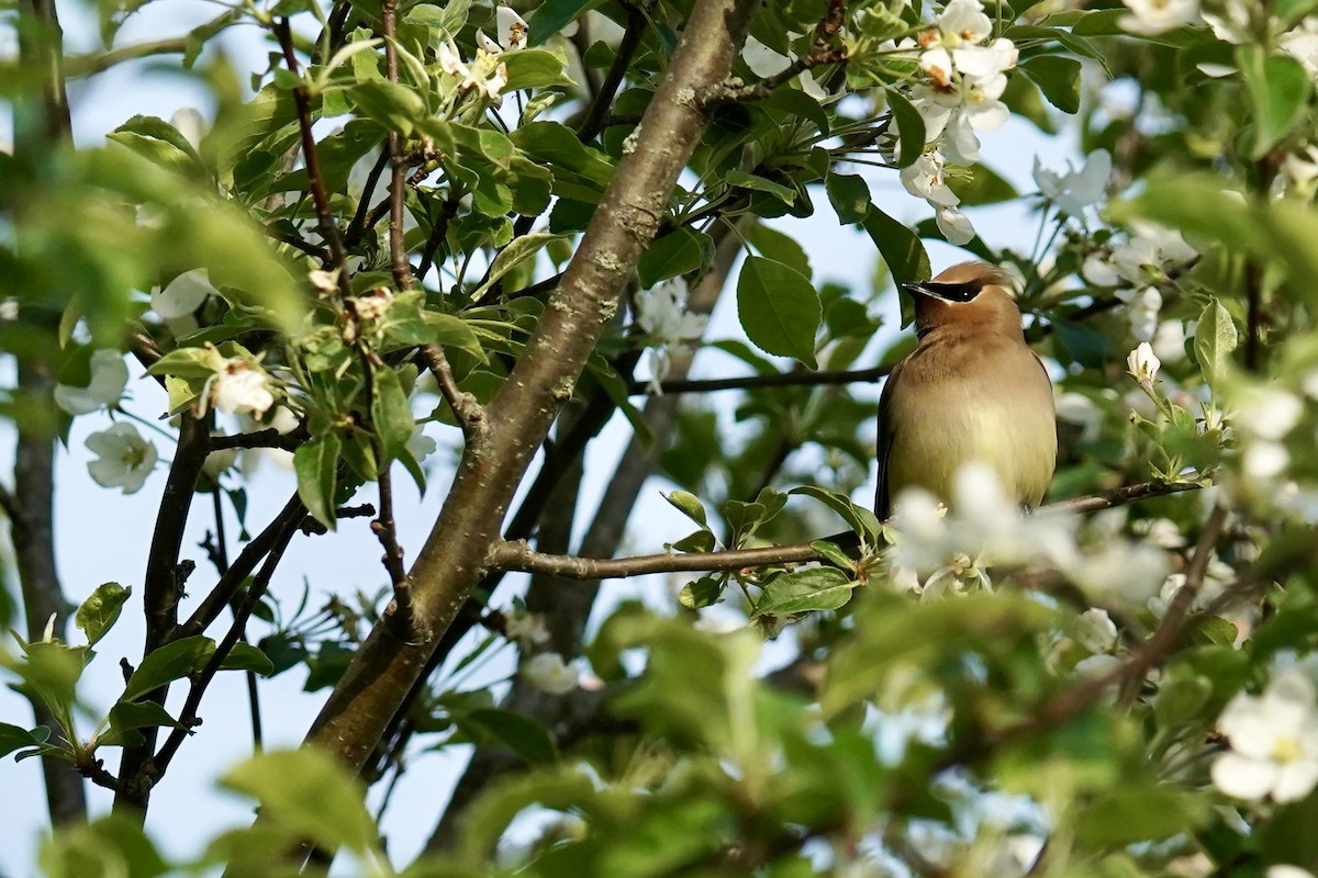 Cedar Waxwing - ML619498728