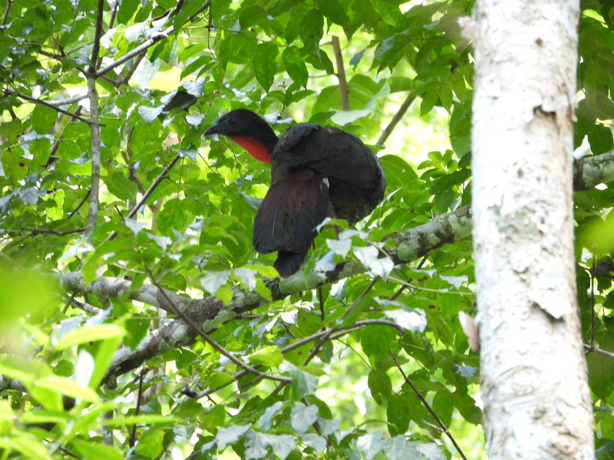 Crested Guan - Susan Thome-Barrett