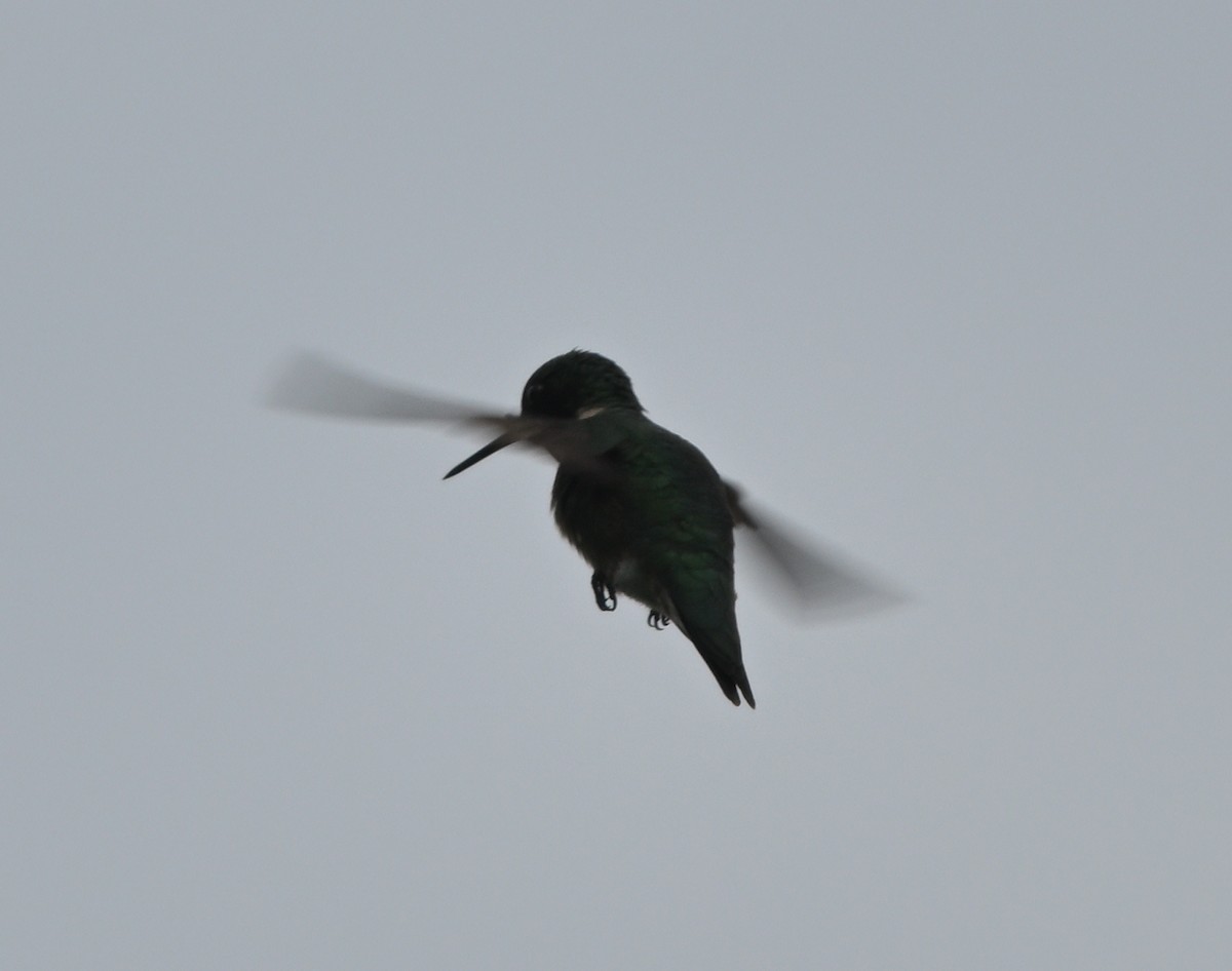 Ruby-throated Hummingbird - Louis Lemay