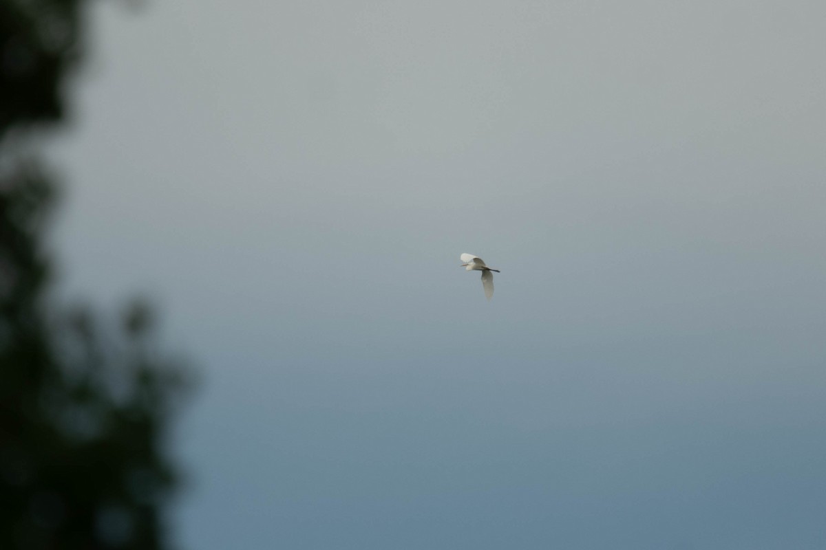 Great Egret - Marina Germain