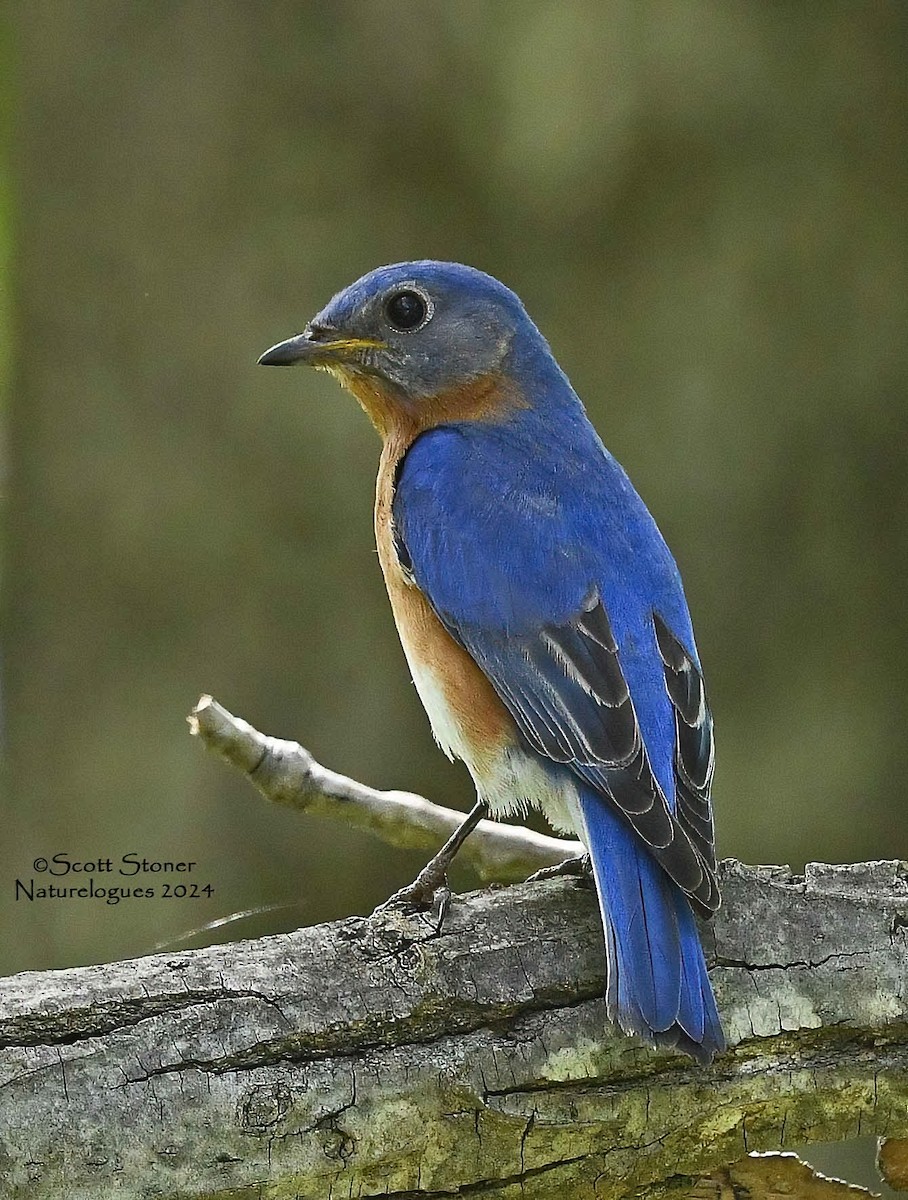 Eastern Bluebird - Scott Stoner