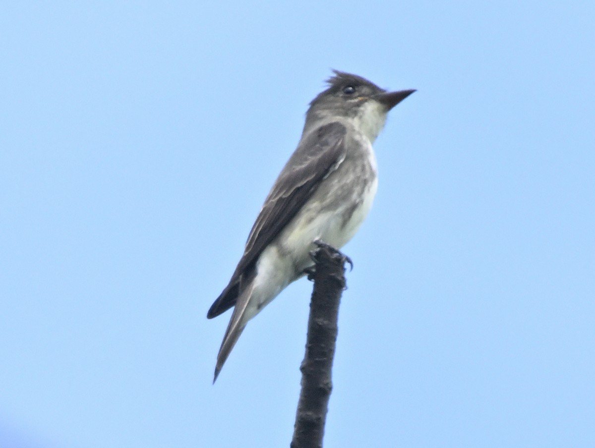 Olive-sided Flycatcher - Louis Lemay