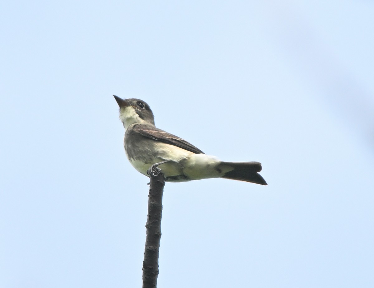 Olive-sided Flycatcher - Louis Lemay