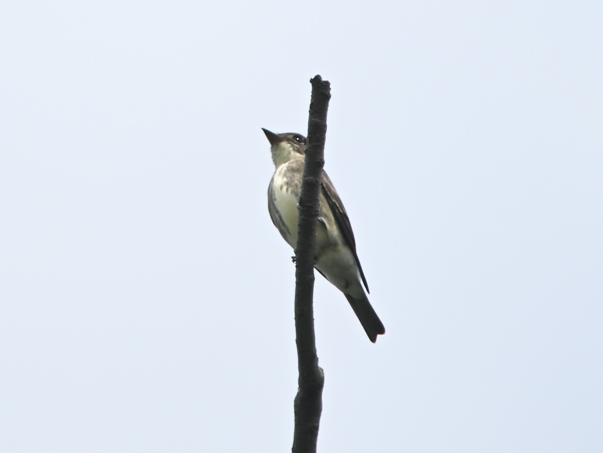 Olive-sided Flycatcher - Louis Lemay