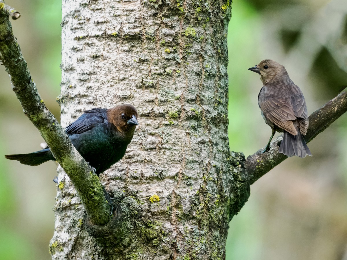 Brown-headed Cowbird - Steven Meisel