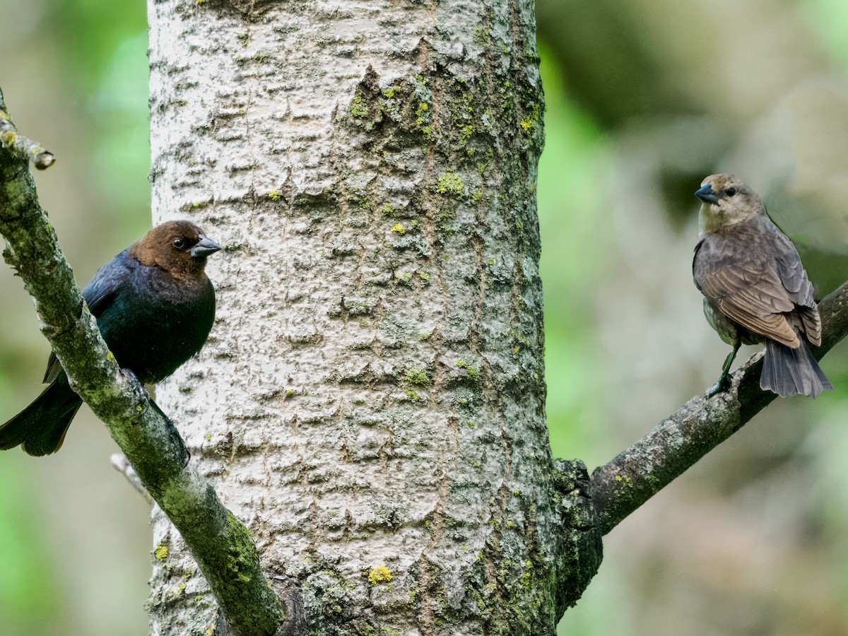 Brown-headed Cowbird - Steven Meisel