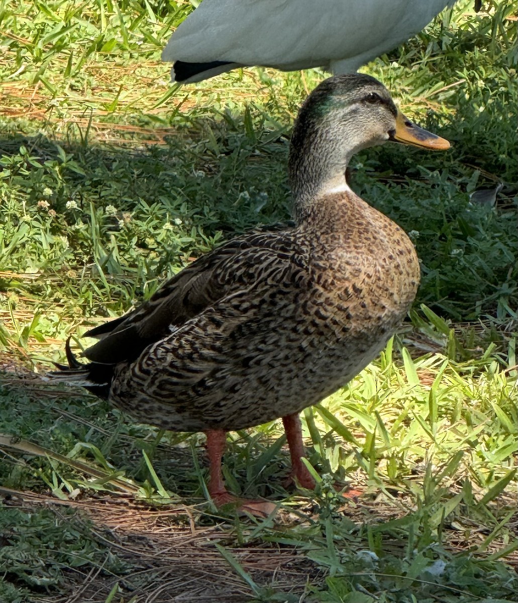 Mallard x Mottled Duck (hybrid) - ML619498761