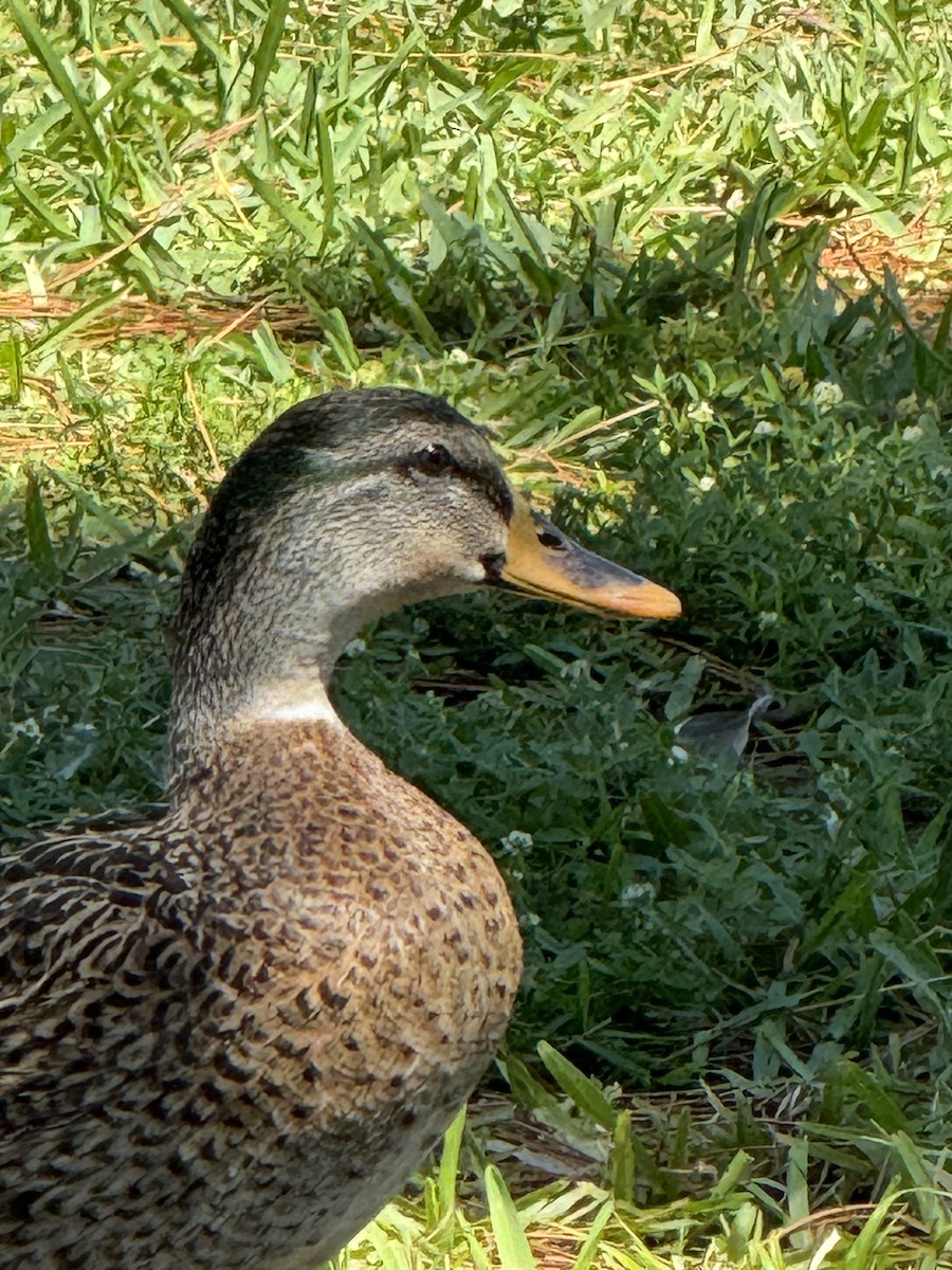 Mallard x Mottled Duck (hybrid) - ML619498762