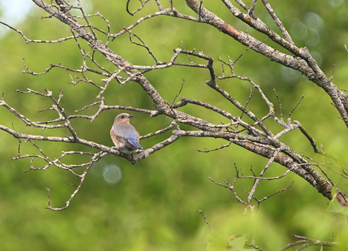 Eastern Bluebird - Louis Lemay