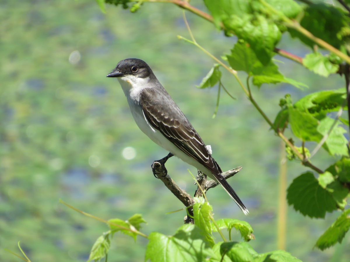 Eastern Kingbird - Marianne Friers