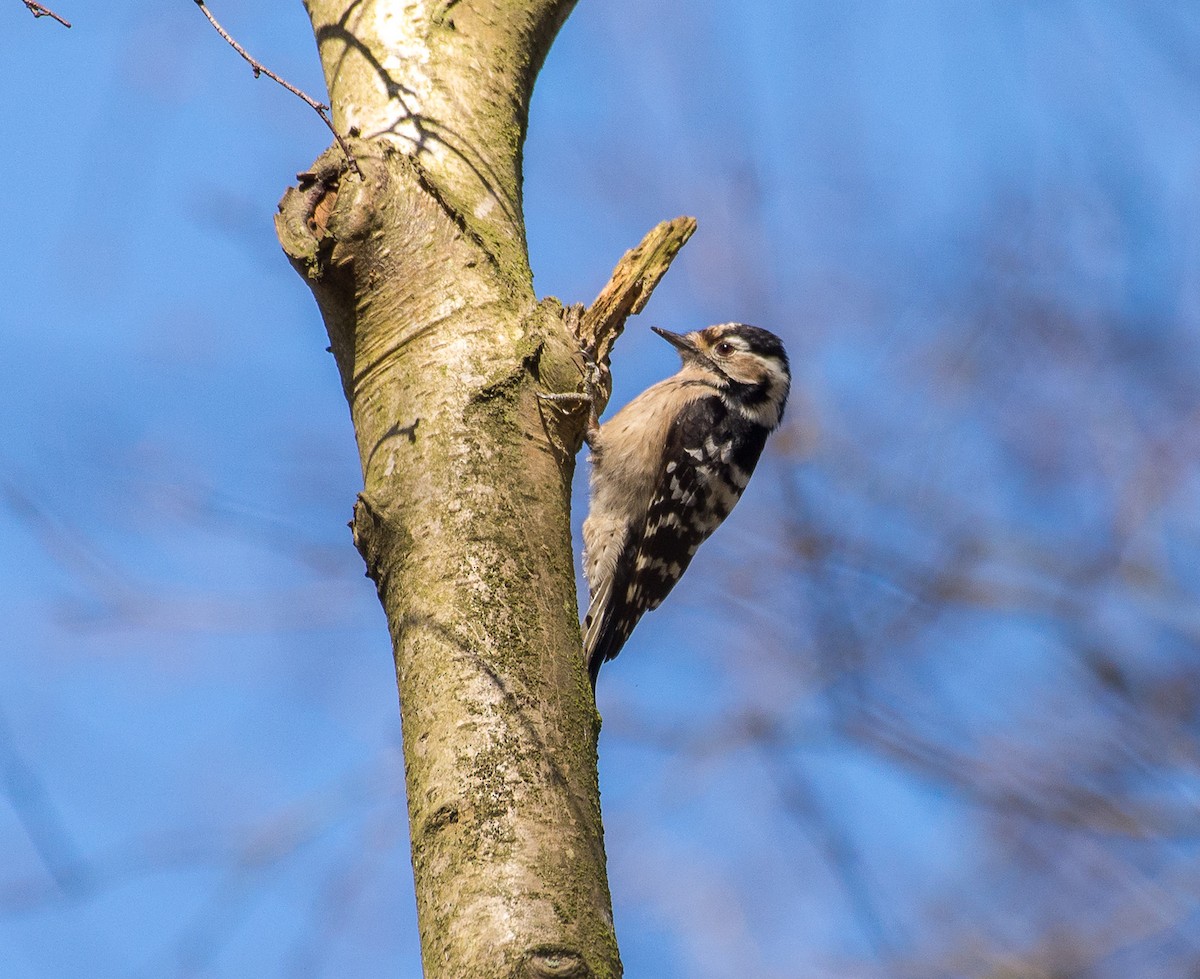 Lesser Spotted Woodpecker - Theo de Clermont