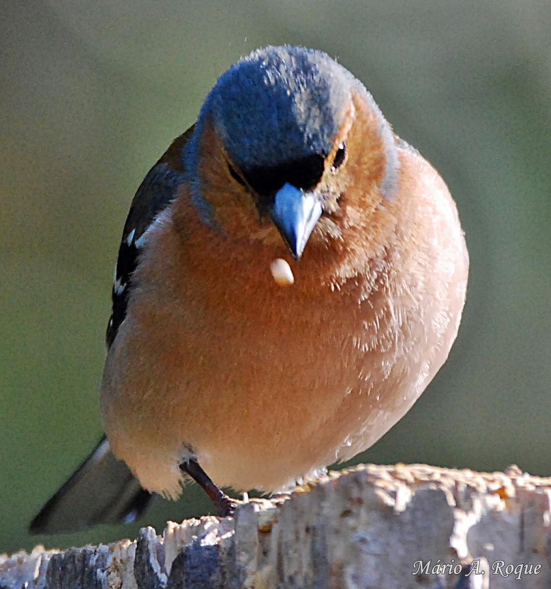 Common Chaffinch - Mário Roque