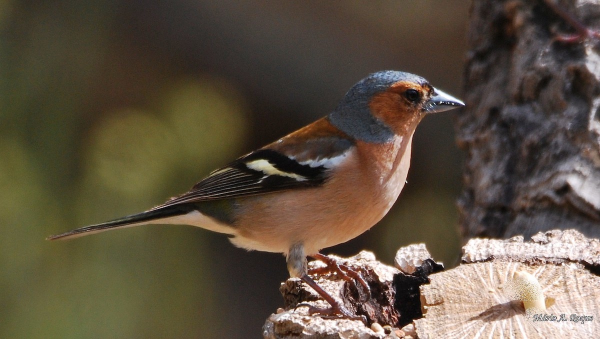 Common Chaffinch - Mário Roque