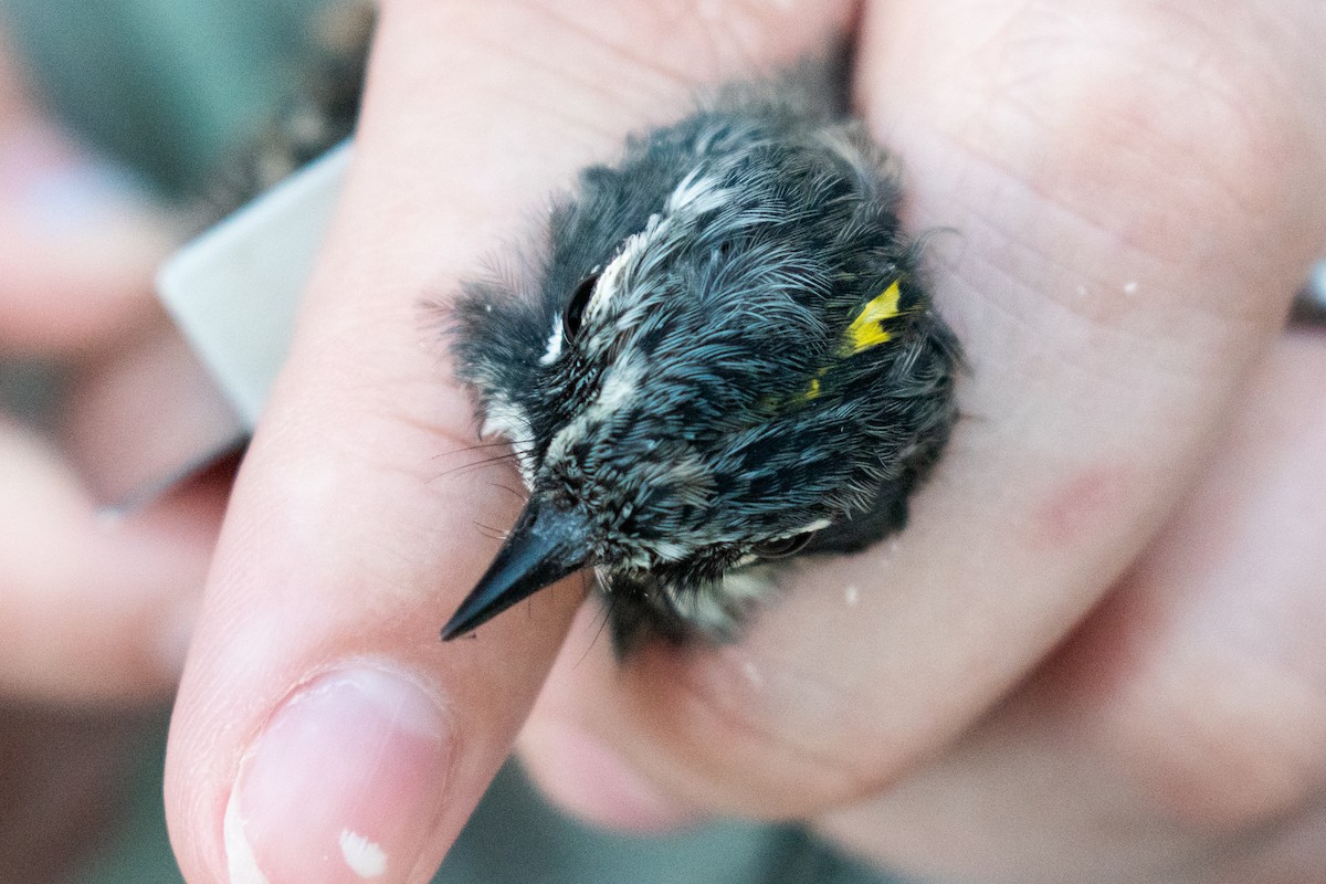 Yellow-rumped Warbler - Dawn S