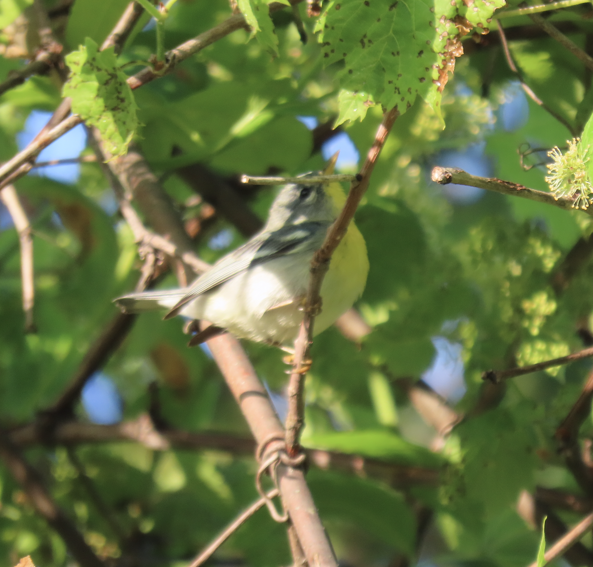 Northern Parula - Angie Trumbo