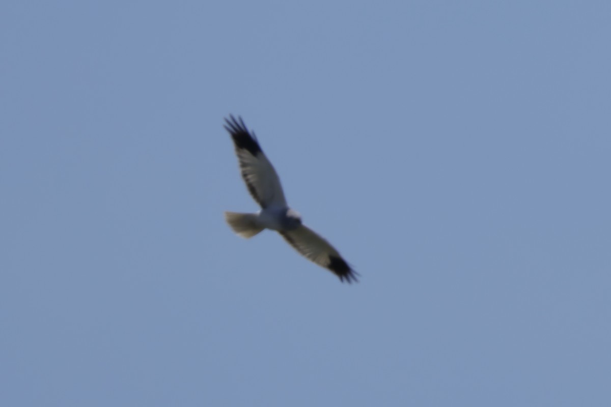 Hen Harrier - Javier De Las Heras